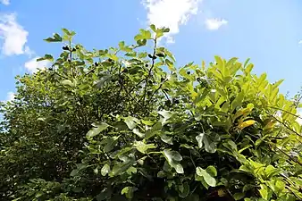 Higuera de 'Brown Turkey' en Shipley, West Sussex, Inglaterra.