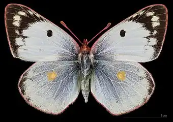 Colias hyale ♀