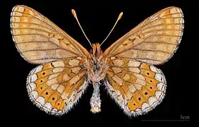 Euphydryas aurinia debilis ♂  △