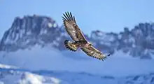 Aquila chrysaetos salvaje en vuelo con el Majinghorn al fondo