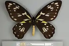 Ornithoptera victoriae regis hembra, vista dorsal