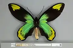 Ornithoptera victoriae regis macho, vista dorsal