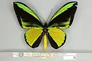 Ornithoptera goliath goliath macho, vista dorsal