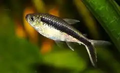 El tetra pingüino (Thayeria boehlkei).