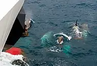 Orcas "tipo B" cerca de Georgia del Sur