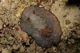 Asteronotus hepaticus o Asteronotus cf cespitosus