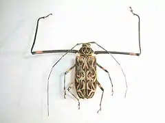 Macho