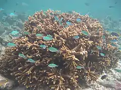 Colonia de A. austera en Maldivas