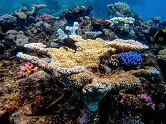 A. hyacinthus en Fork Reef, Gran Barrera de Arrecifes australiana.