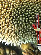 Vista superior de A. hyacinthus en isla Poruma.