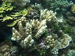 A. lutkeni en isla Mer, Estrecho de Torres, Australia