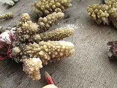 A. lutkeni, monitoreo de la salud de los arrecifes del Estrecho de Torres. AIMS, Instituto Australiano de Ciencia Marina. 2013.