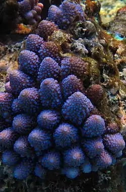 Acropora monticulosa