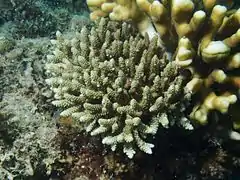 A. selago en isla Poruma, Australia