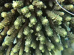 Vista superior de A. valida en isla Aureed, Australia