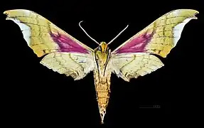 △ Ventral macho - MHNT