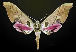 Dorsale Hembra - MHNT