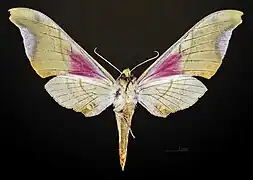 △ Ventral hembra - MHNT