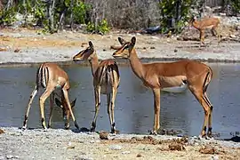 Hembras de impala de cara negra (A.&nbsp;m.&nbsp;petersi) bebiendo en una charca en el Parque nacional Etosha, Namibia.