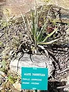 Agave toumeyana