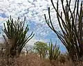 El ocotillo de Madagascar, Alluaudia procera, denominado por un  ocotillo con el cual no guarda ninguna relación