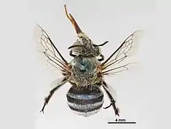 Amegilla chlorocyanea