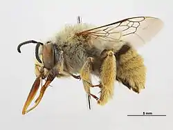 Amegilla dentiventris