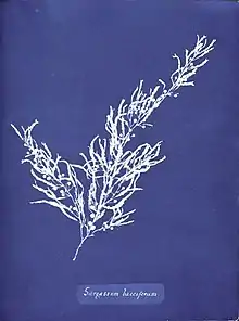 Sargassum bacciferum