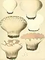 Calvatia cyathiformis