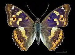 Apatura ilia clytie ♂