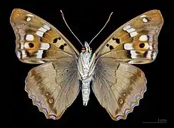 Apatura ilia clytie ♂  △