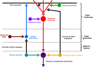 Cartoon representation of the neural connections that exist between the different types of neurons in the cerebella cortex. Including Purkinje cells, granule cells and interneurons.