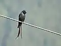 longicaudatus (a 2500 m en Kullu)
