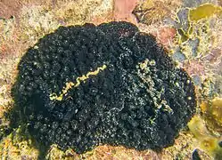 Atagema ornata coloración negra