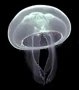 Medusa luna, habita en las aguas costeras en diversas partes del mundo