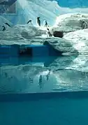 pingüinos de Humboldt