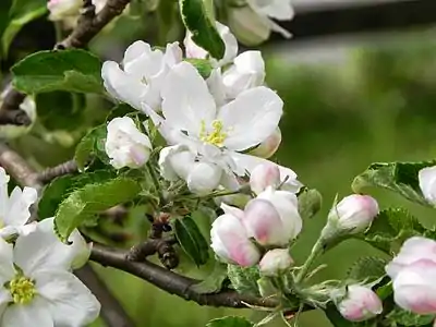 Las flores de la manzana 'Schone van Boskoop'.