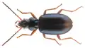 Bembidion steinbuehleri