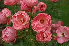Rosa 'Blühwunder' W. Kordes' Söhne 1993.