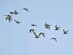 Cola negra Goodwit Limosa limosa