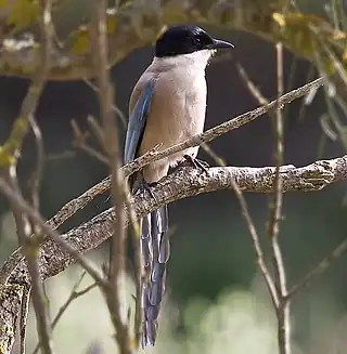 Rabilargo en Doñana.