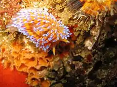 Coloración más frecuente de B. nakaza