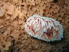 Coloración blanca de B. nakaza