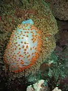 Coloración naranja de B. nakaza