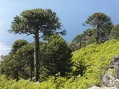 Araucarias.