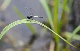 Brachydiplax sobrina