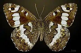 B. circe ♂ △ MHNT