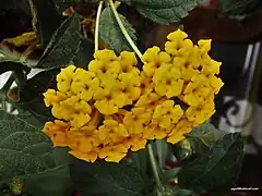 Lantana camara 'flava'