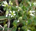 Cerastium semidecandrum