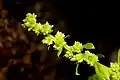 Inflorescencia inmadura